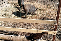 Эко-ферма с животными